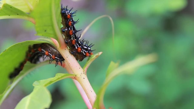 caterpillar worm striped black and white Walking eat on leaf  VDO 4K (Eupterote testacea, Hairy caterpillar)