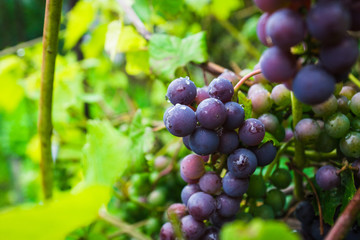 Bunches of grape in the vineyard. Selective focus. Shallow depth of field.