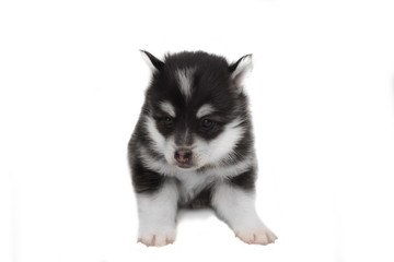 Funny Designer Puppy Husky or Small Pomsky White Isolated