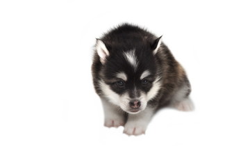 Funny Designer Puppy Husky or Small Pomsky White Isolated
