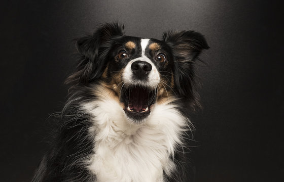 Australian Shepherd erschrocken