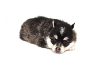 Funny Designer Puppy Husky or Small Pomsky White Isolated