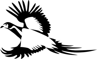 Ring necked pheasant flying