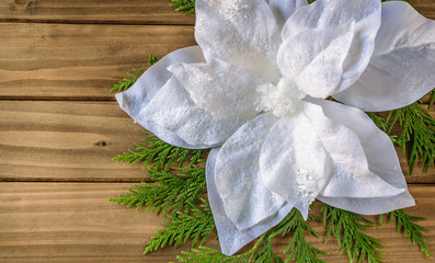 White poinsettia background with Christmas tree pine branch