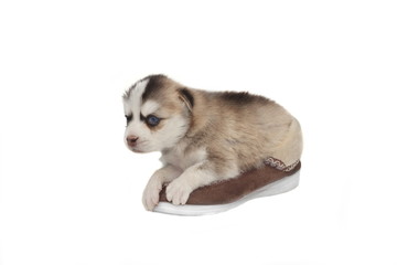 Funny Designer Pomsky Puppy On Fur Sneaker White Isolated