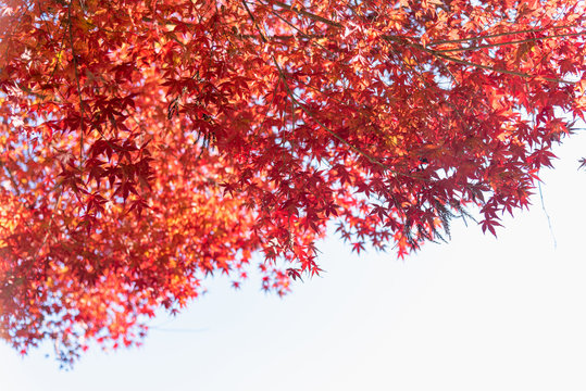 Colorful Autumn Leaf Season