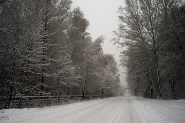snow-covered road in the winter forest