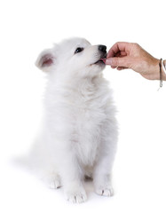 puppy White Swiss Shepherd Dog