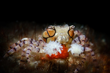 boxing crab dancing