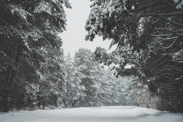 snow-covered fir forest and road