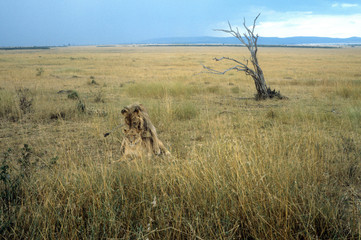 Kenia Amboseli 1983 Lion Löwe Africa Afrika 