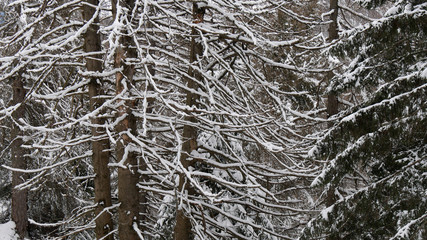 Rami di albero ricoperti di neve fresca
