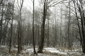 cloudy forest in winter in the snow