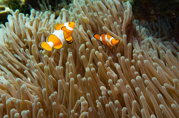 Clown Fish while diving in great barrier reef