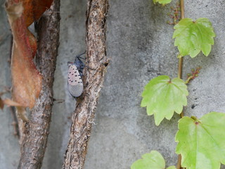 꽃매미와 담쟁이덩쿨