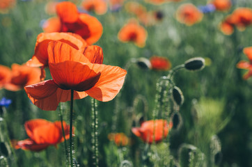Obraz premium Red poppy flowers blooming in the green grass field, floral natural spring background, can be used as image for remembrance and reconciliation day