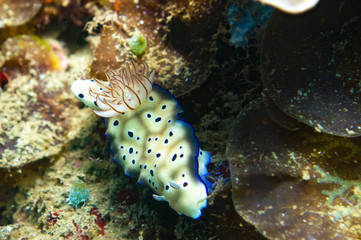 nudibranch in indonesia