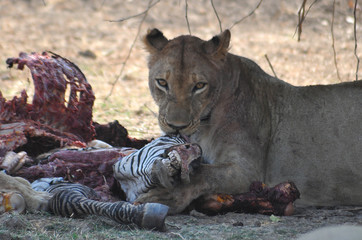 Sambia Lower Sambesi 2010 Lion Löwe Africa Afrika 