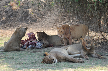 Sambia Lower Sambesi 2010 Lion Löwe Africa Afrika 