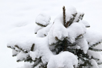 The young fir-tree is covered with a thick layer of snow on a winter day. Natural  background