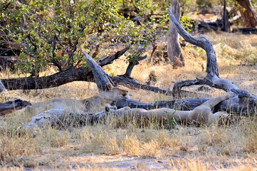 Botswana Savuti 2016 Lion Löwe Africa Afrika 