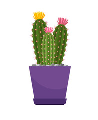 Cactus with flowers house plant
