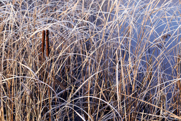 Background of frozen plant covered with morning hoarfrost or rime.
