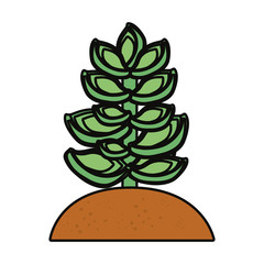 succulent plant icon