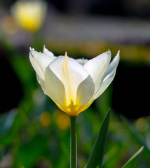 Tulip flower isolated close up photography. Shallow depth of field.