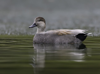 Male Gadwall Swimming in Fall 