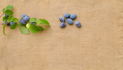 plum on a brown background