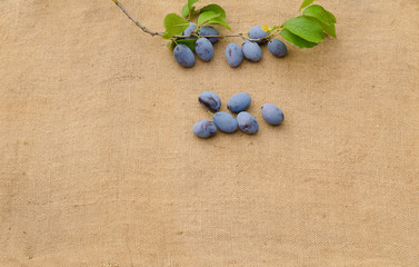 plum on a brown background