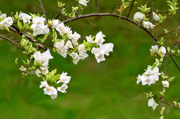 Frangipani flowers