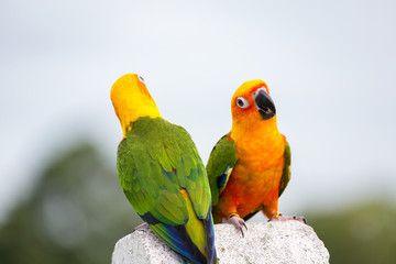 Fototapeta na wymiar Sun Conure parrot