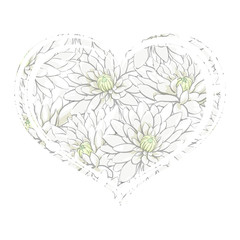 Heart of white chrysanthemums