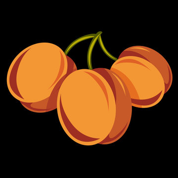 Vegetarian organic food simple illustration, three vector ripe sweet orange apricots isolated. Whole fruits.