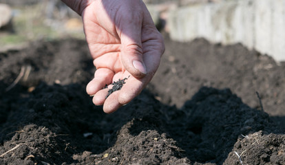 Sowing seeds into soil