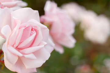 Pink roses on blurred background in evening. Selective focus.