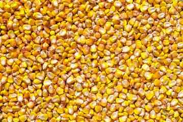 corn on the background