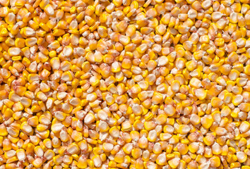 corn on the background