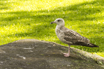 Naklejka premium Seagull in park
