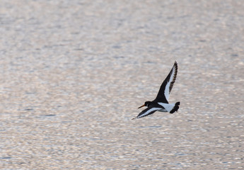 Oystercatcher on the wing
