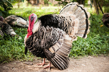 Beautiful wild turkeys  with rich red wattles