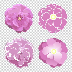 Colorful rose flower created in four technics. Vector realistic and stylized illustration. Isolated on transparent background.