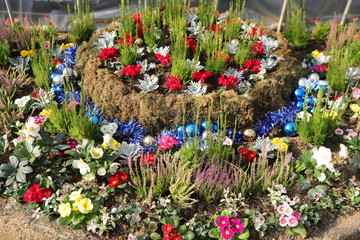 長居植物園の冬花壇