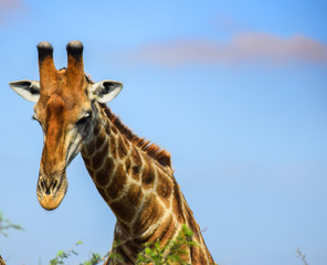 Giraffe from Kruger Park South Africa