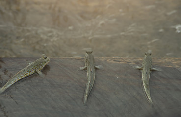 Three mudskipper fish on wood look to sea