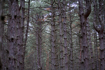 Obraz premium dense forest of dark gloomy bare tree trunks without leaves in the autumn in the forest