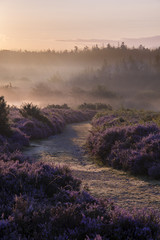 A misty morning at Mogshade in the New Forest.