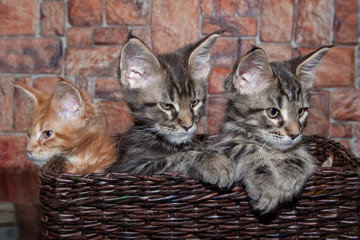 Three maine coon kittens are sitting in a wicker basket.